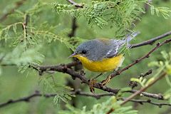 Tropical Parula